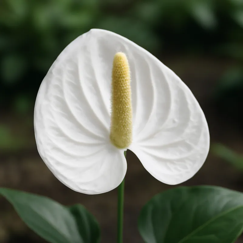 Flamingokukka (anthurium) – valkoinen – kuva 4