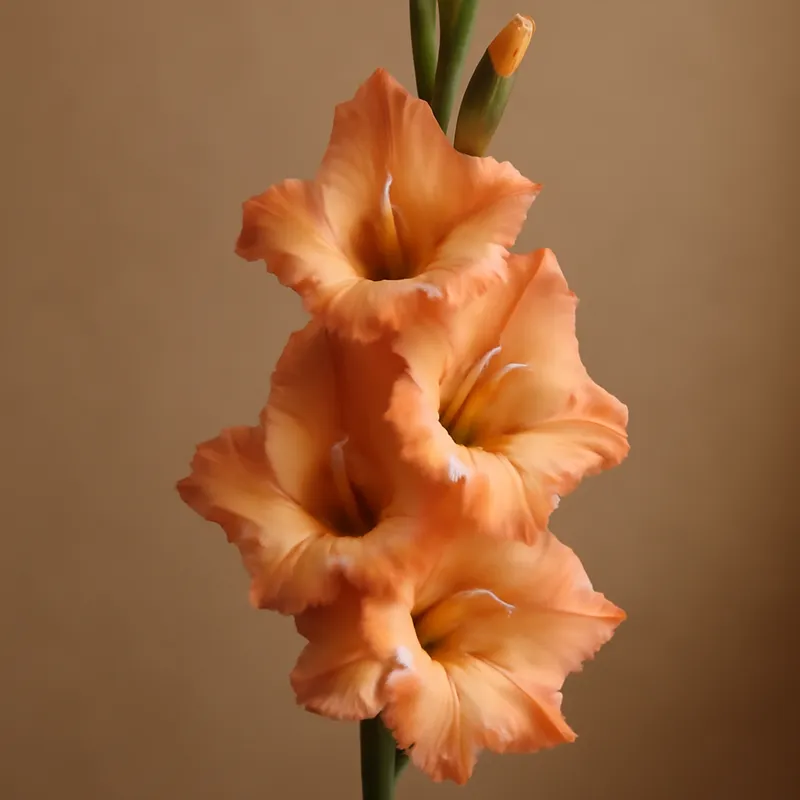 Gladiolus – klassinen