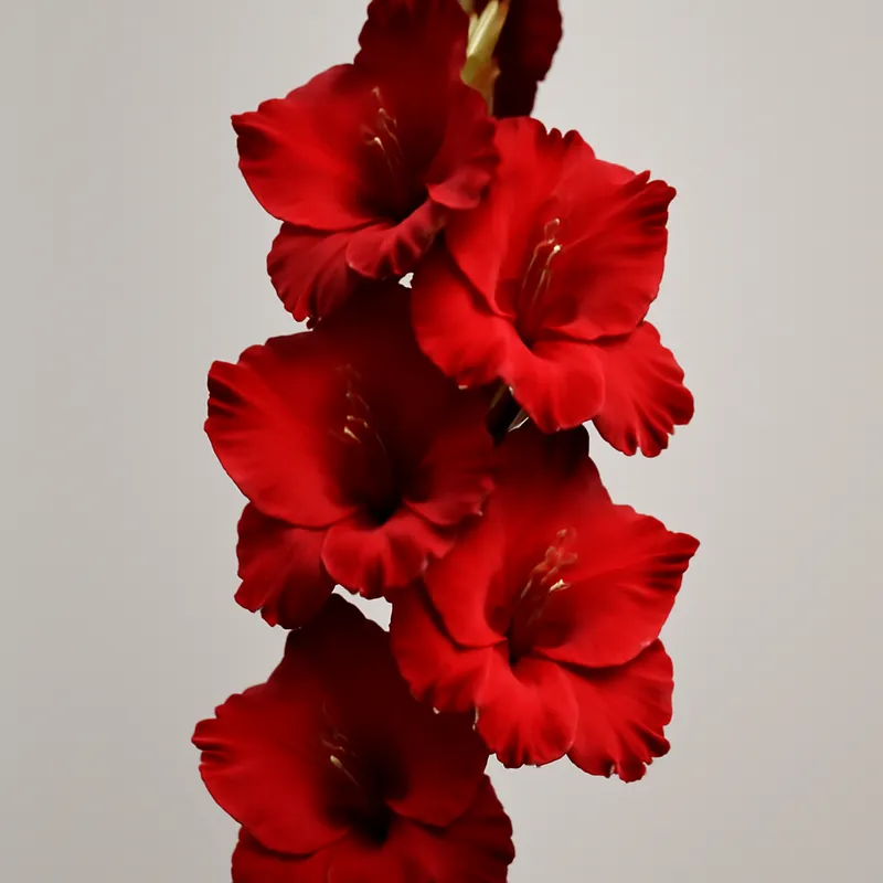 Gladiolus – punainen