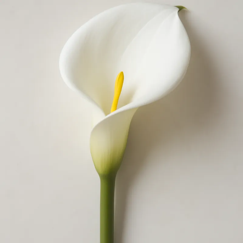 Kalla (calla) – klassinen