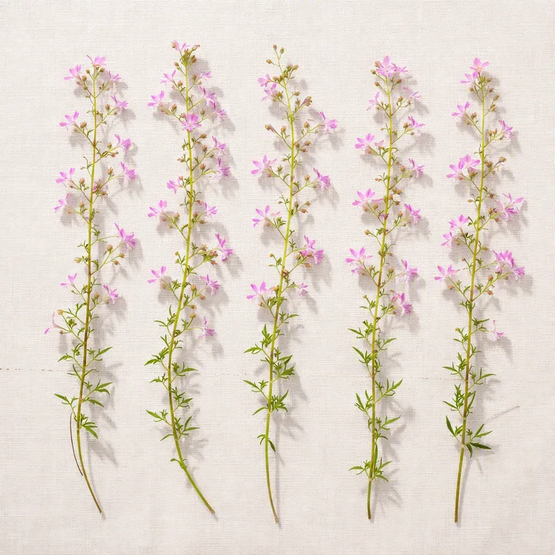 Lobelia – vaaleanpunainen – kuva 4