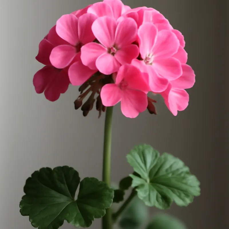 Pelargoni – klassinen